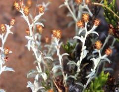Helichrysum cylindriflorum