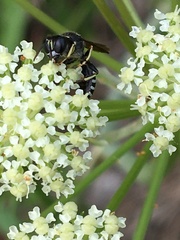 Ectemnius ruficornis