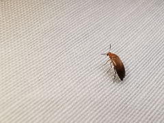 Anaspis maculata