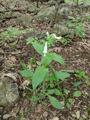 Penstemon canescens