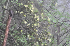 Rhododendron ambiguum