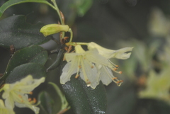 Rhododendron ambiguum