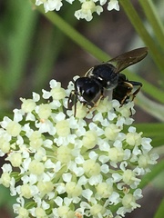 Ectemnius ruficornis