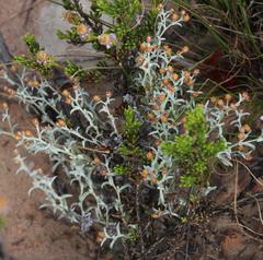 Helichrysum cylindriflorum