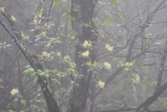 Rhododendron ambiguum