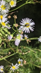 Zadontomerus