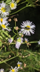 Zadontomerus