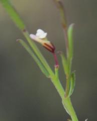 Muraltia muraltioides