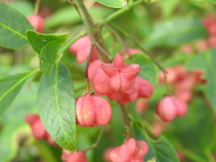 Euonymus europaeus