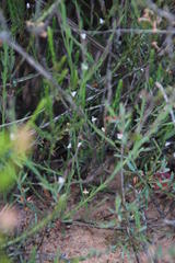 Muraltia muraltioides