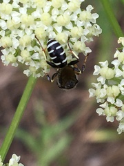Ectemnius ruficornis