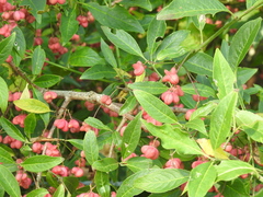 Euonymus europaeus