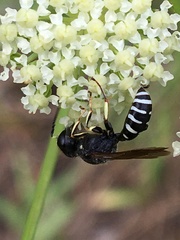 Ectemnius ruficornis