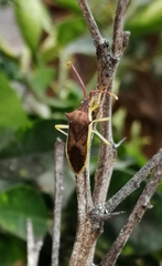 Plinachtus imitator