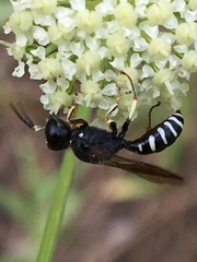 Ectemnius ruficornis