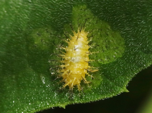 Southern Squash Lady Beetle
