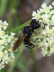 Ectemnius ruficornis