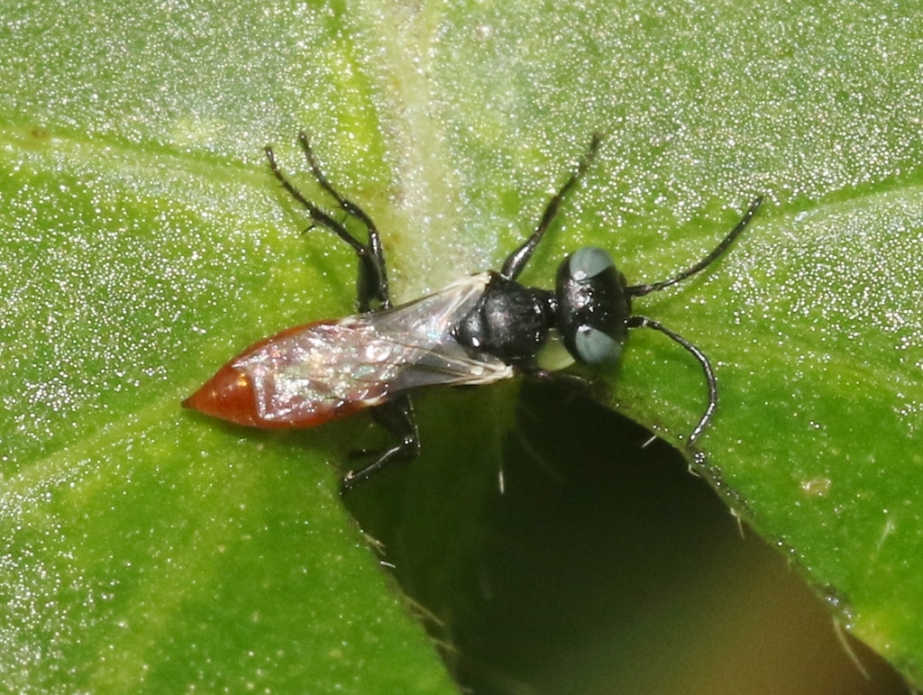 Dryudella immigrans