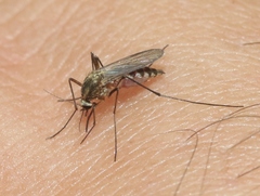 Aedes trivittatus