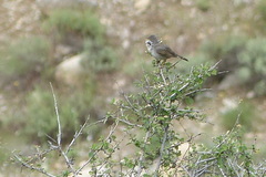 Curruca communis icterops
