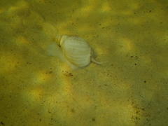 Bullia laevissima