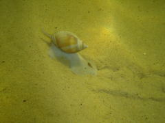 Bullia laevissima