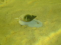 Bullia laevissima