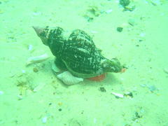 Lugubrilaria lugubris