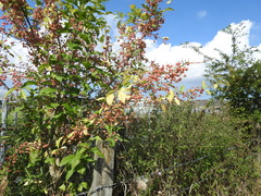 Euonymus europaeus