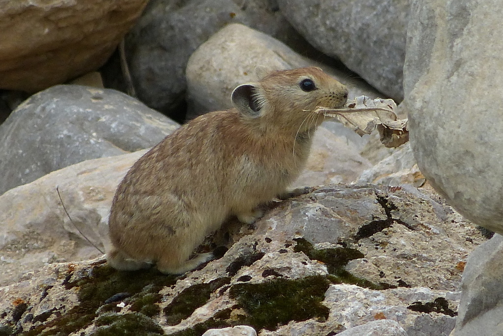 Afghan Pika (Ochotona rufescens) - Know Your Mammals