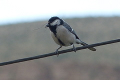 Parus major intermedius