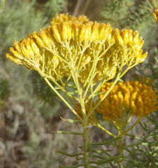 Athanasia vestita