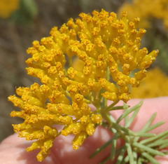 Athanasia vestita
