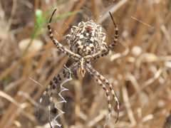 Argiope lobata