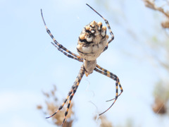 Argiope lobata
