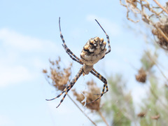 Argiope lobata