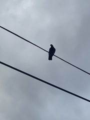 Columba livia domestica