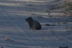 Cavia