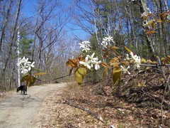 Amelanchier × intermedia