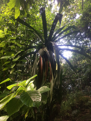 Pandanus dubius