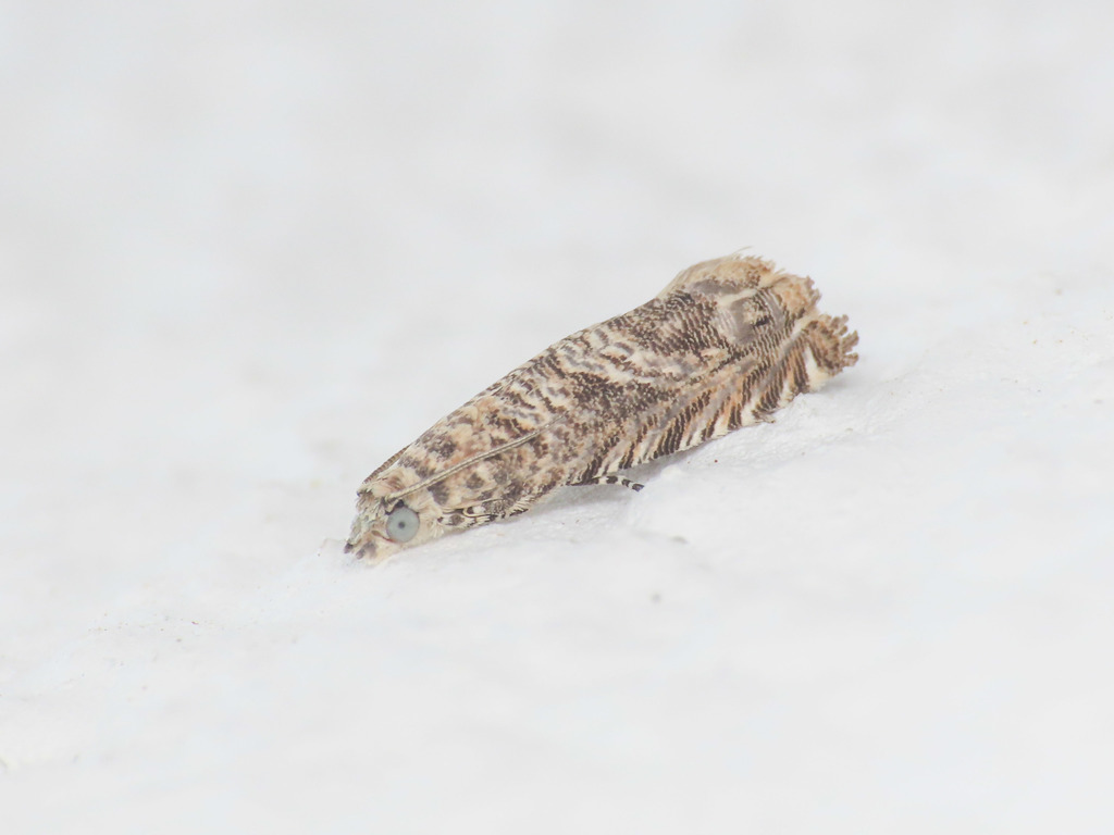 Selania capparidana