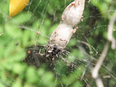 Cyrtophora citricola