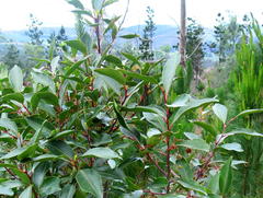 Pterocelastrus rostratus