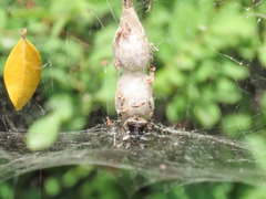 Cyrtophora citricola