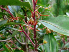 Pterocelastrus rostratus