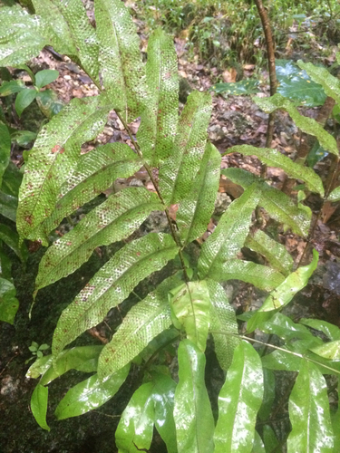 Tectaria crenata (Tectaria crenata)
