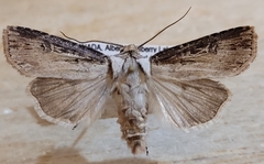 Agrotis stigmosa