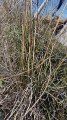 Festuca hallii