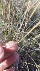 Festuca hallii