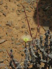 Monsonia salmoniflora